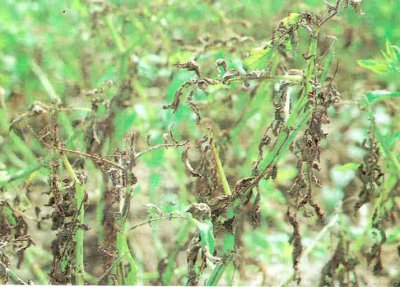 Domates bitkisinde mildiyö hastalığı belirtisi.